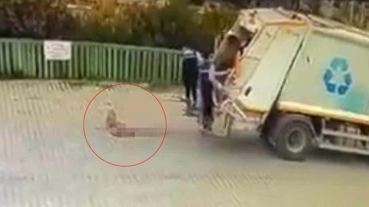 İzmir Çiğli'de belediyeye ait çöp kamyonu köpeği ezip, yoluna devam etti!