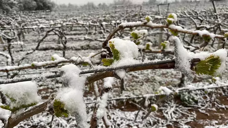 Meteoroloji’den İzmir için zirai don uyarısı!