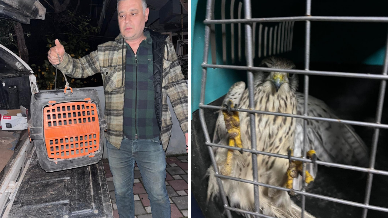 İzmir Ödemiş’te yaralı bulunan atmaca koruma altına alındı
